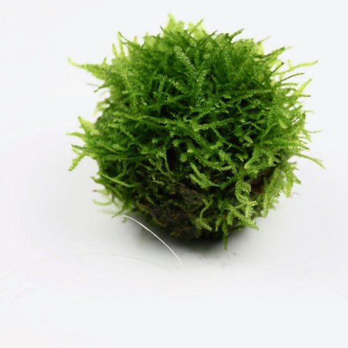 Floating Ball with Versicularia